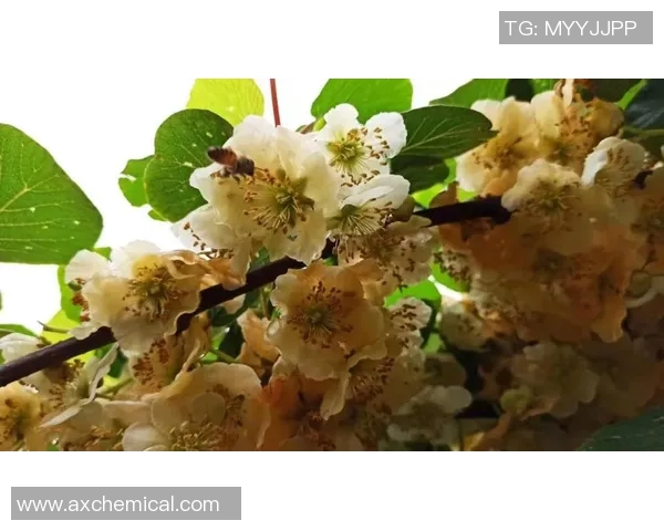 英超聚焦西安篮球队个人能力提升与团队协作的深度探讨 英超聚焦西安篮球队个人能力提升与团队协作的深度探讨